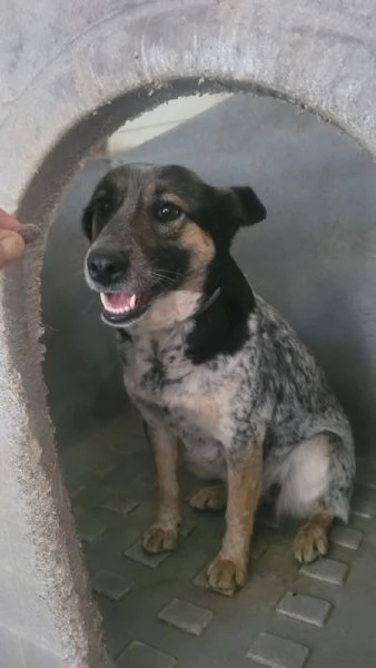 Splendida meticcia  DIVY | Foto 2