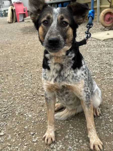 Splendida meticcia  DIVY | Foto 0