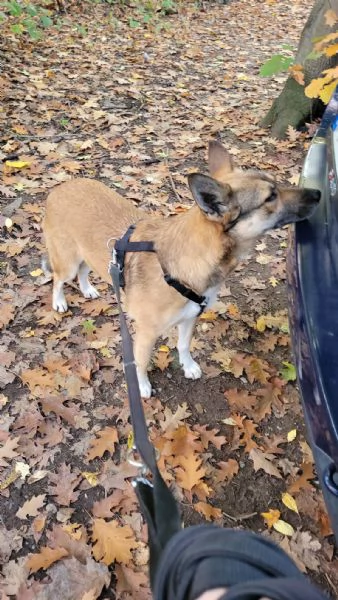 Splendida Lupetta  ANAIS | Foto 6