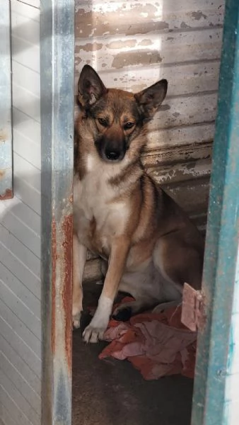 Splendida Lupetta  ANAIS | Foto 5