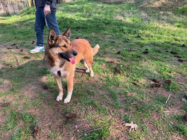 Splendida Lupetta  ANAIS | Foto 5