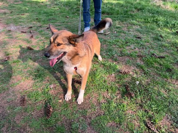 Splendida Lupetta  ANAIS | Foto 4