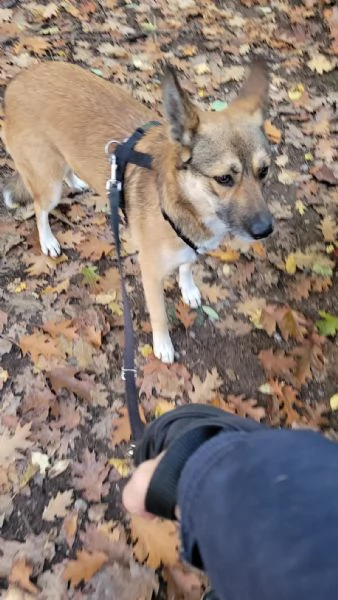 Splendida Lupetta  ANAIS | Foto 4