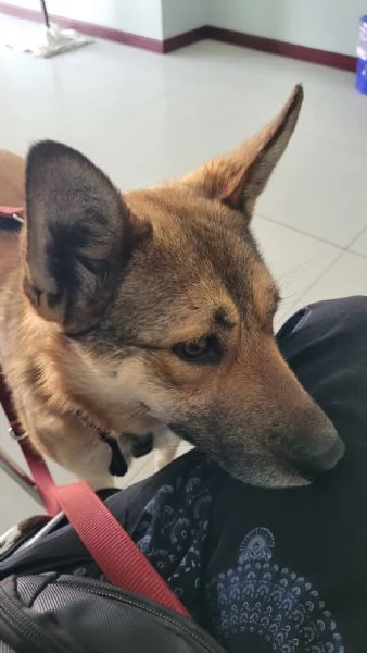 Splendida Lupetta  ANAIS | Foto 6