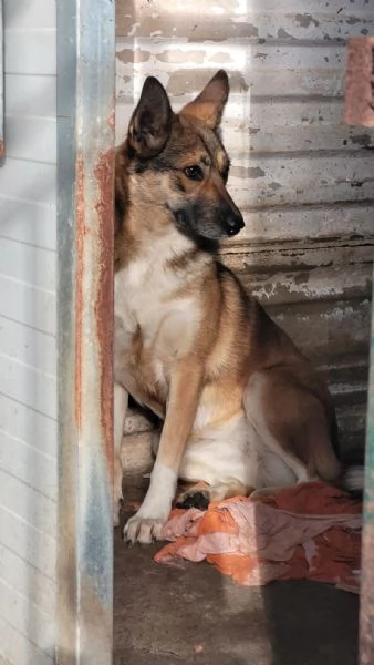 Splendida Lupetta  ANAIS | Foto 3