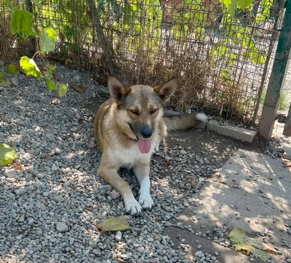 Splendida Lupetta  ANAIS cerca casa | Foto 3