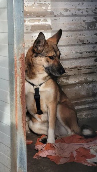 Splendida Lupetta  ANAIS | Foto 2