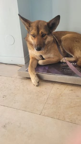 Anais una splendida lupetta | Foto 4