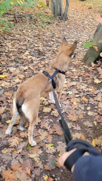 Splendida Lupetta  ANAIS | Foto 1