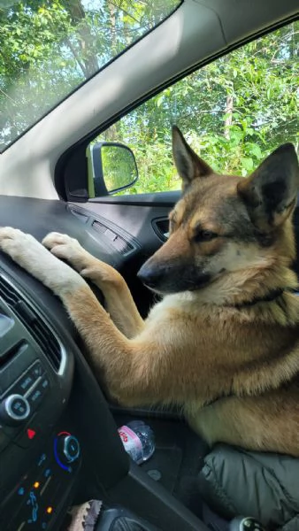 Splendida Lupetta  ANAIS | Foto 2