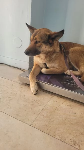 Anais una splendida lupetta | Foto 3