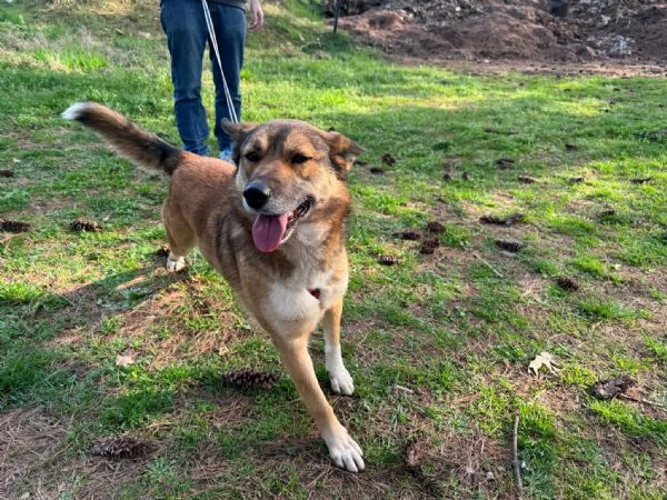 Splendida Lupetta  ANAIS | Foto 3