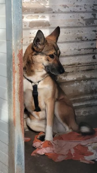 Splendida Lupetta  ANAIS | Foto 0