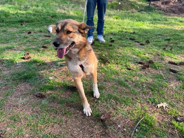 Splendida Lupetta  ANAIS | Foto 2