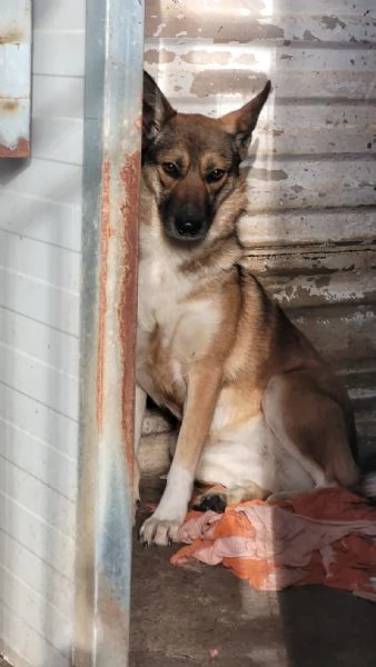 Splendida Lupetta  ANAIS