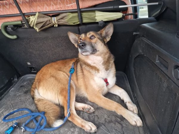 Anais una splendida lupetta | Foto 2