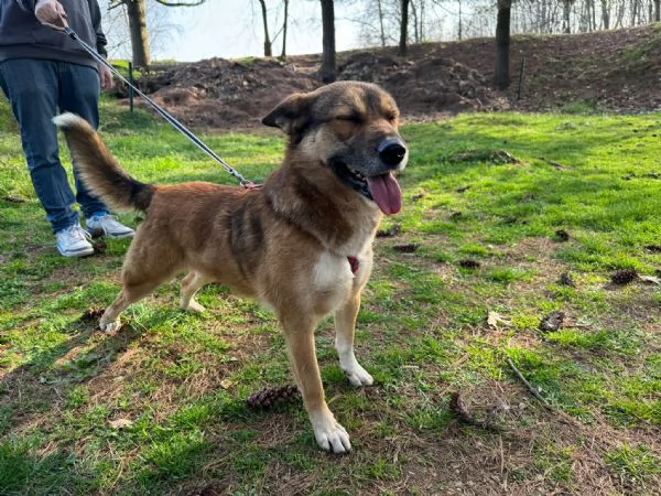 Splendida Lupetta  ANAIS