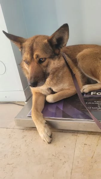 Anais una splendida lupetta