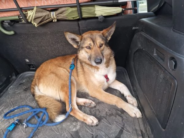 Anais una splendida lupetta | Foto 1