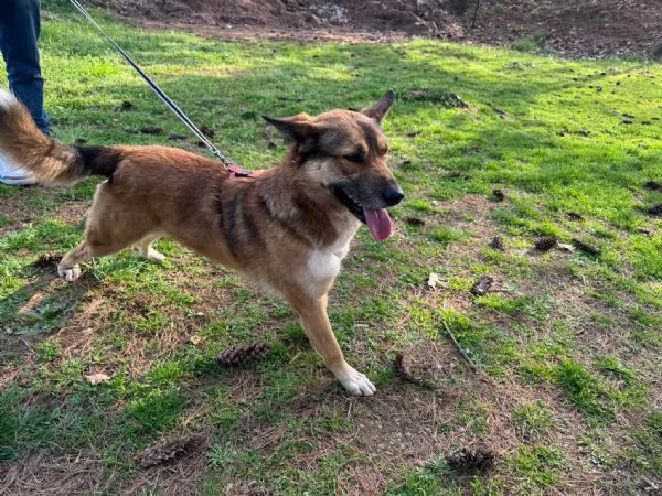 Splendida Lupetta  ANAIS | Foto 1