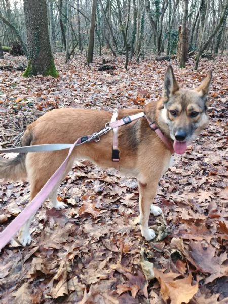 Splendida Lupetta  ANAIS