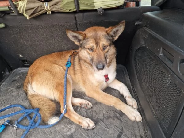 Anais una splendida lupetta | Foto 0