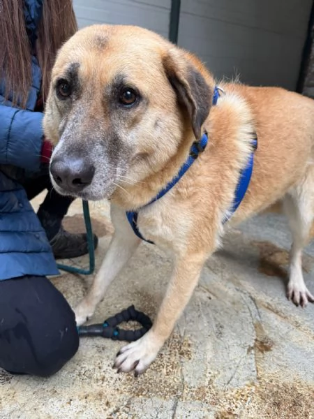 Splendida meticcia  RAJA