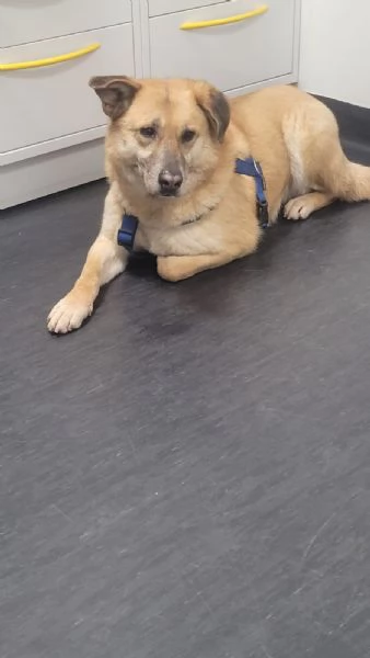 Splendida meticcia  RAJA | Foto 2