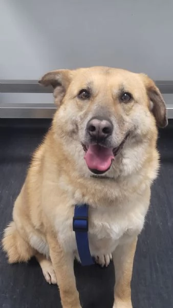 Splendida meticcia  RAJA