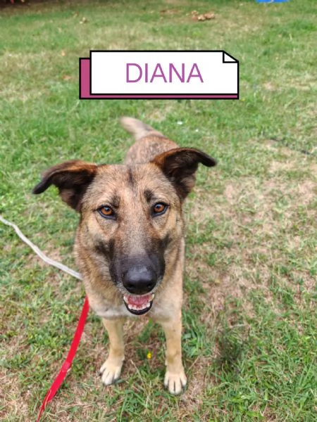 Dolcissima lupetta  DIANA | Foto 4
