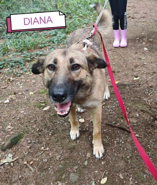 Dolcissima lupetta  DIANA