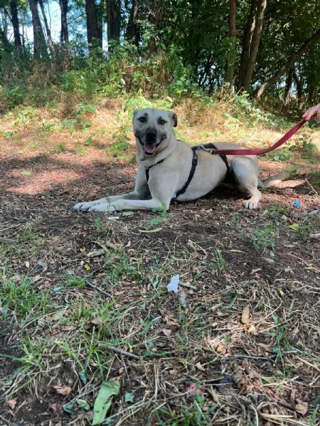 Stupenda meticcia  GIPSY | Foto 3