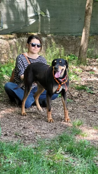 Splendida mix segugio  SKYLAR | Foto 6