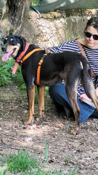 Splendida mix segugio  SKYLAR | Foto 4