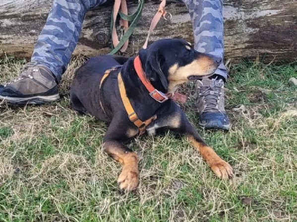 Splendida mix segugio  SKYLAR | Foto 4