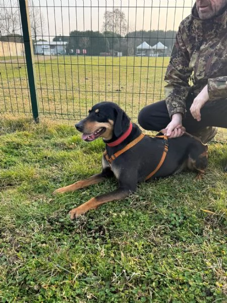 Splendida mix segugio  SKYLAR | Foto 6