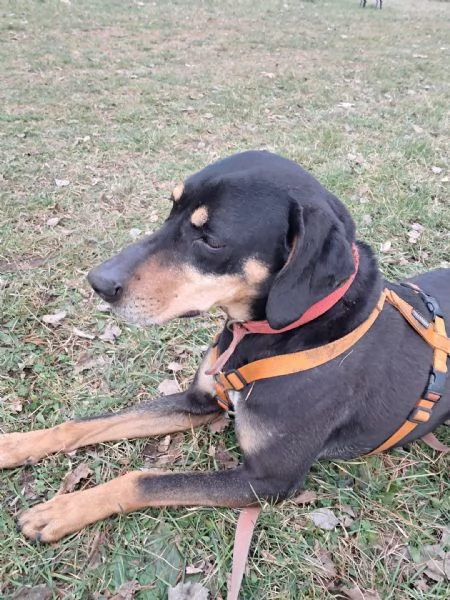 Splendida mix segugio  SKYLAR | Foto 4