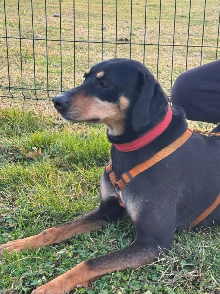 Splendida mix segugio  SKYLAR | Foto 5