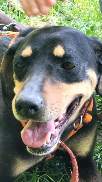 Splendida mix segugio  SKYLAR