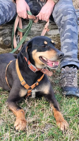 Splendida mix segugio  SKYLAR | Foto 3