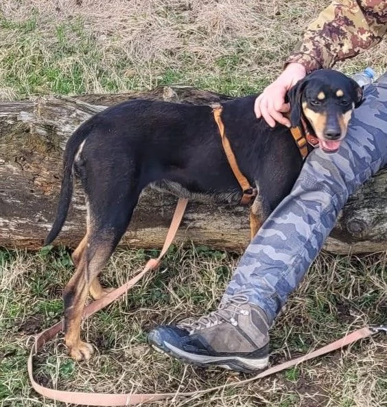 Splendida mix segugio  SKYLAR | Foto 4