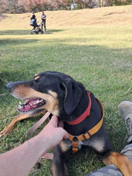 Splendida mix segugio  SKYLAR | Foto 3