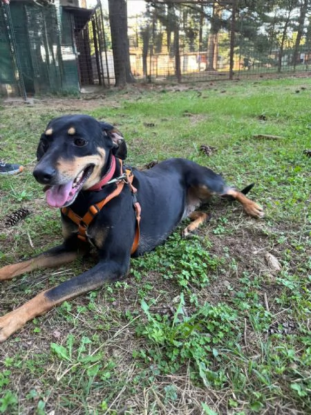 Splendida mix segugio  SKYLAR | Foto 2