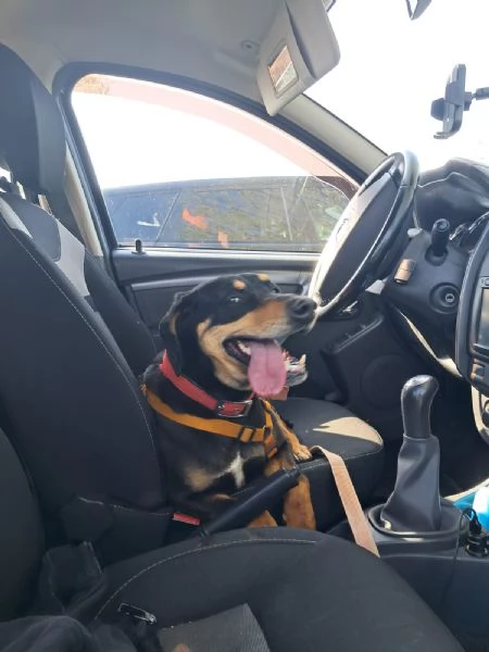 Splendida mix segugio  SKYLAR | Foto 2