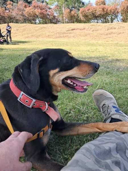 Splendida mix segugio  SKYLAR | Foto 1