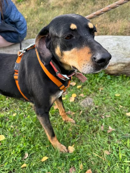 Splendida mix segugio  SKYLAR