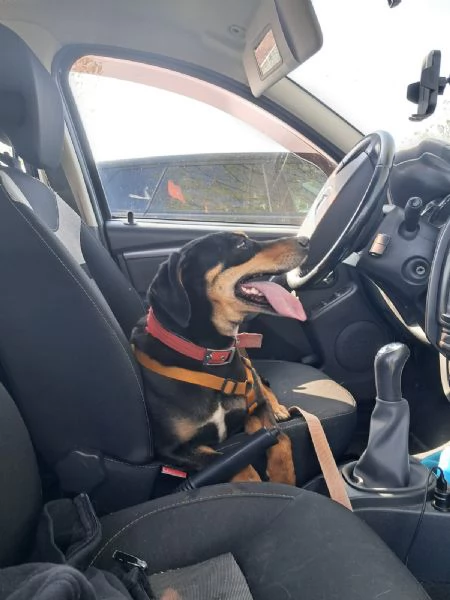 Splendida mix segugio  SKYLAR