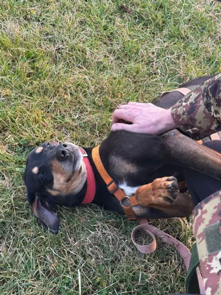 Splendida mix segugio  SKYLAR | Foto 0