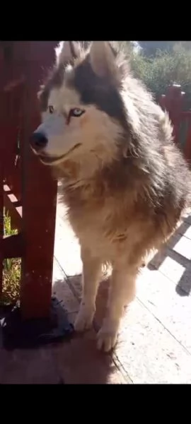 Splendida Malamute VICKY | Foto 5