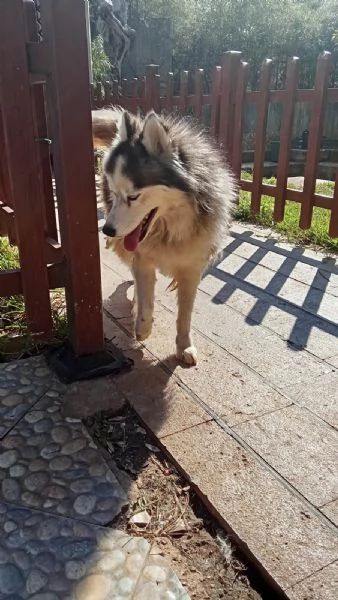 Splendida Malamute VICKY | Foto 3